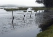 Elkhorn Slough, E...