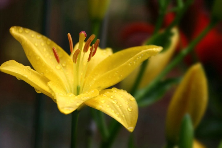 After a summer rain