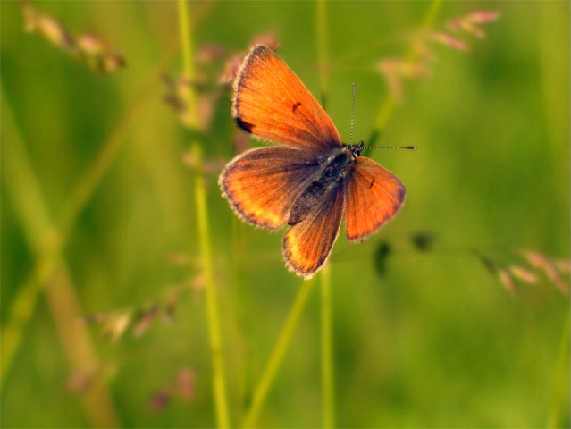 Butterfly in mountain meadow