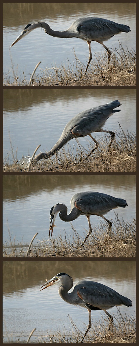 Heron Strike