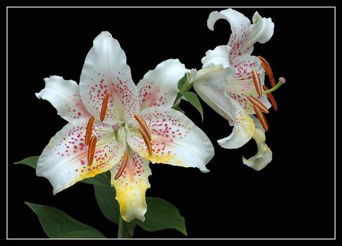 Lily, Oriental Hybrid