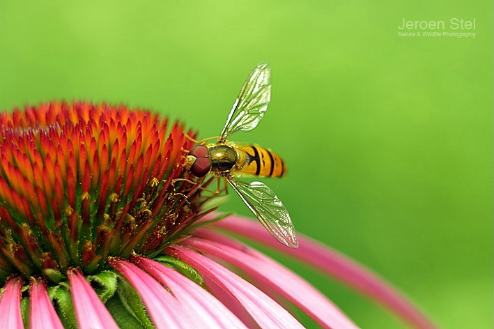 Hoverfly on Aechina Flower