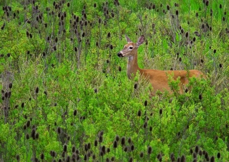 Doe in the teasle