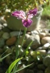 MY POND IRIS