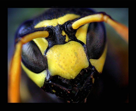 Countenance wasp 