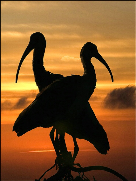 Ibis Sunset