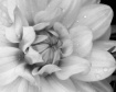 Dahlia