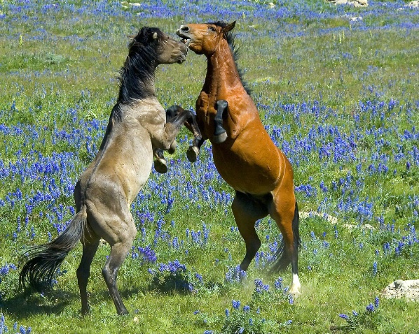 Dueling Mustangs