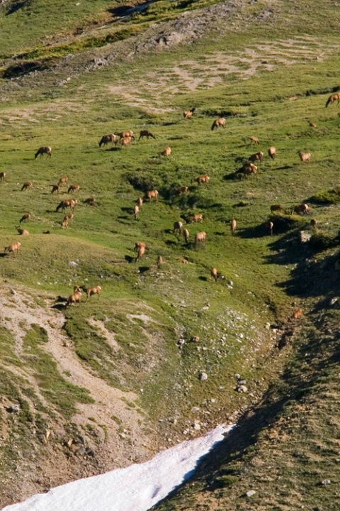 High Country Elk