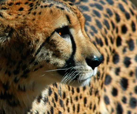 Cheetah as Art