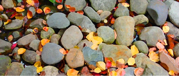 Pebbles & Leaves