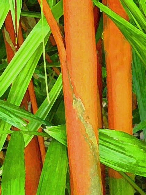 Red Cane Palm