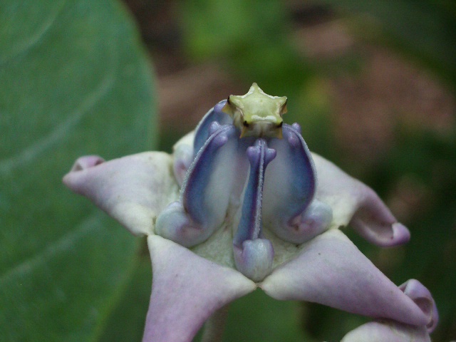 Crown Flower