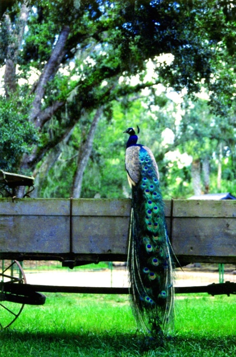 Green Meadows Peacock