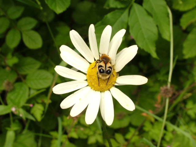 buzzing bloom