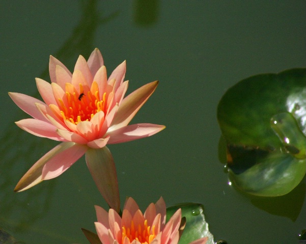 "Water Lilly"