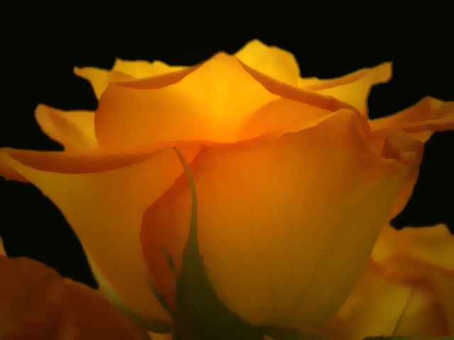 Glowing Rose