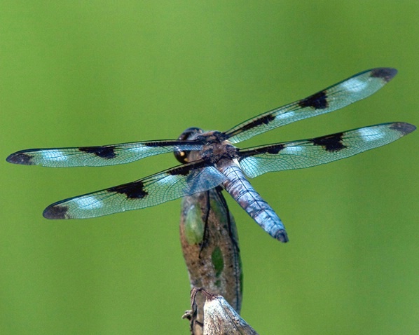 Dragonfly - ID: 1056395 © Marilyn S. Neel