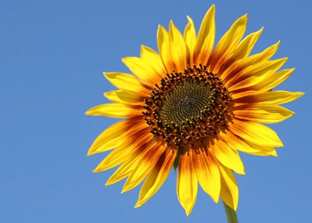 Perfect Sunflower