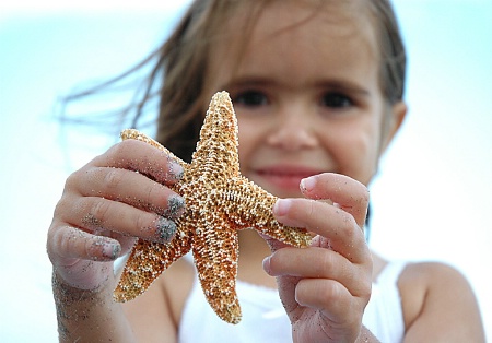 sand star