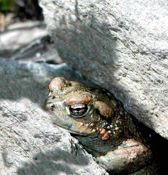 Camoed Toad