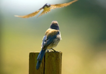 Angry Tree Swallow