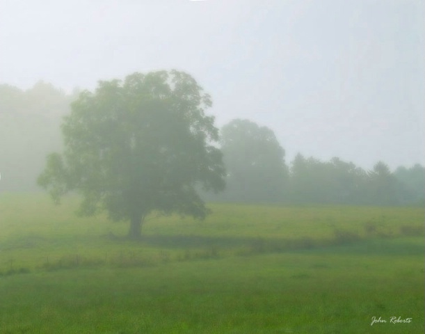 Early Morning Pasture