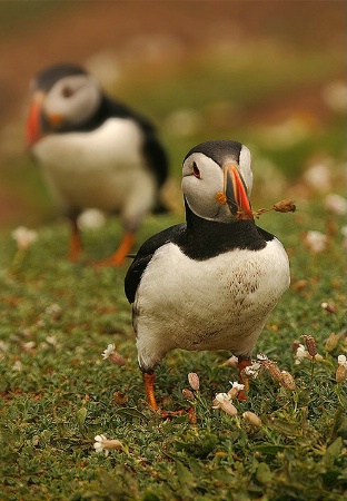 Puffin Romance