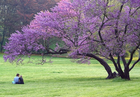 Lovers under a tree