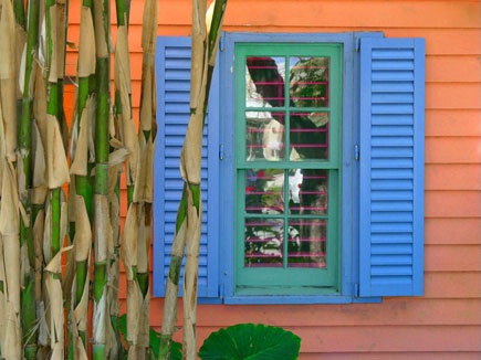 Tropical Window