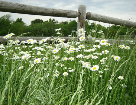 Daisys