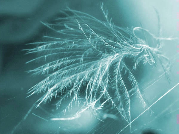 Feather Light
