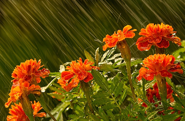 Marigolds in the Rain