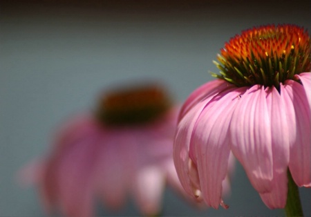 Fleur moins rouge