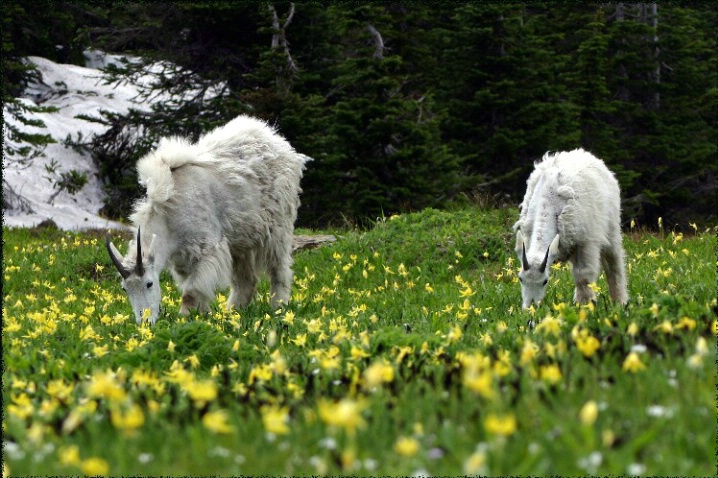 Glacier National Park Mountain Goats - ID: 1064277 © DEBORAH thompson