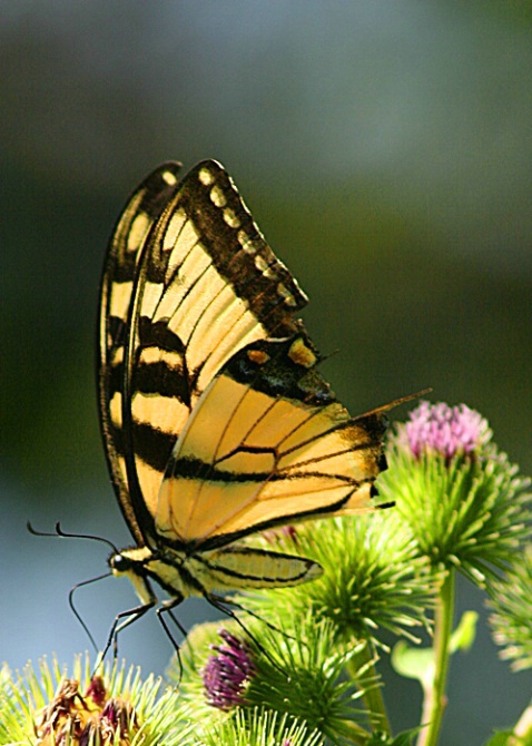 Yellow Butterfly