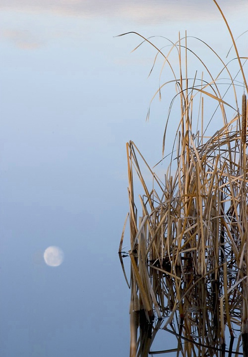 Moon Reflecting