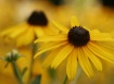 Blackeyed Susan