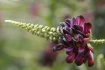 Sword Flower