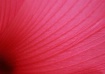 A Wave of Pink