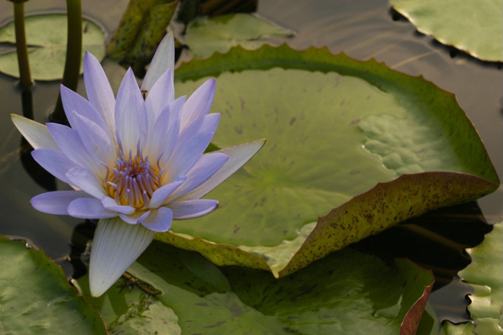 Water Lily