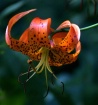 Monks Cap Lily
