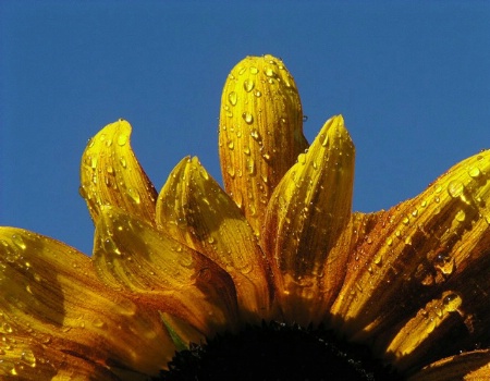 Morning's Golden Crown