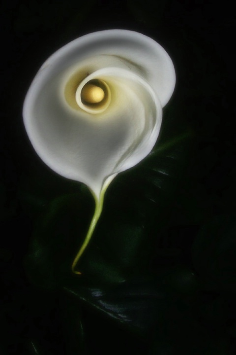 Calla Soul