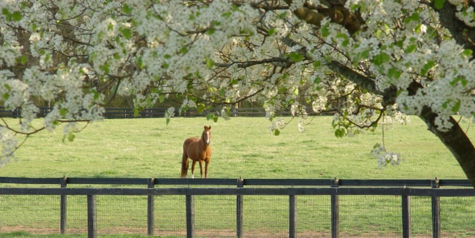 Horsing around - ID: 1069665 © Kay McDaniel