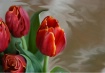 Surreal Tulips