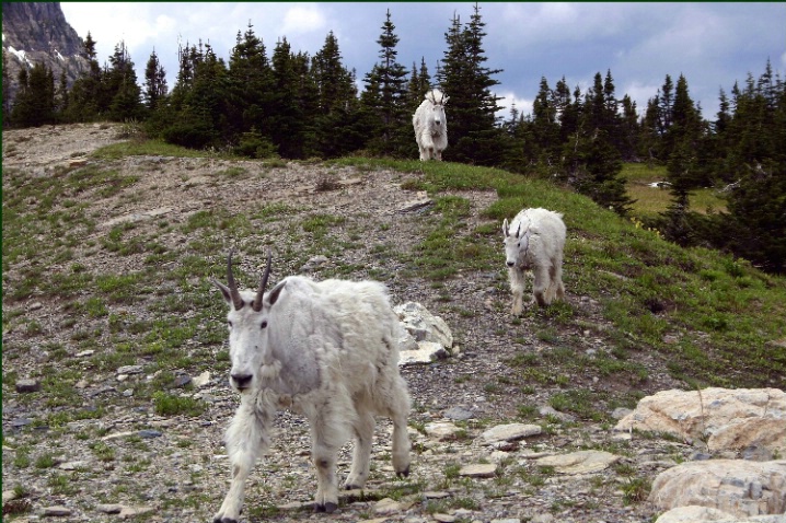Glacier National Park Mountain Goat trio - ID: 1070398 © DEBORAH thompson