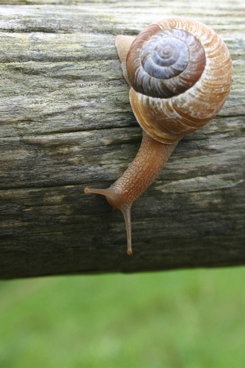 Title? ...Snail!!  :-)