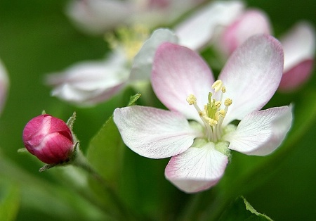Apple Blossoms #4