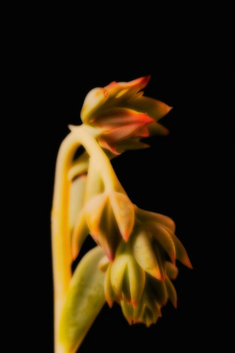 Sensual Succulents - #2 - ID: 1073395 © Sharon E. Lowe